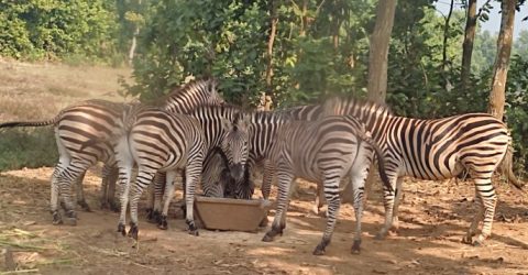 Rezaul Karim made new project director of Bangabandhu Safari Park